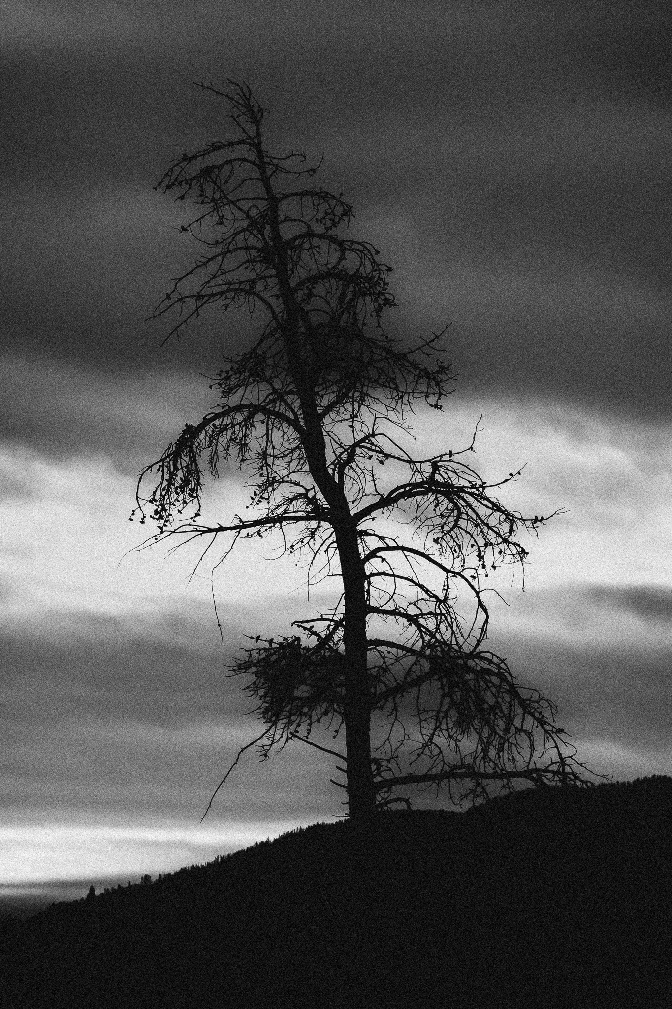 Tree in grayscale