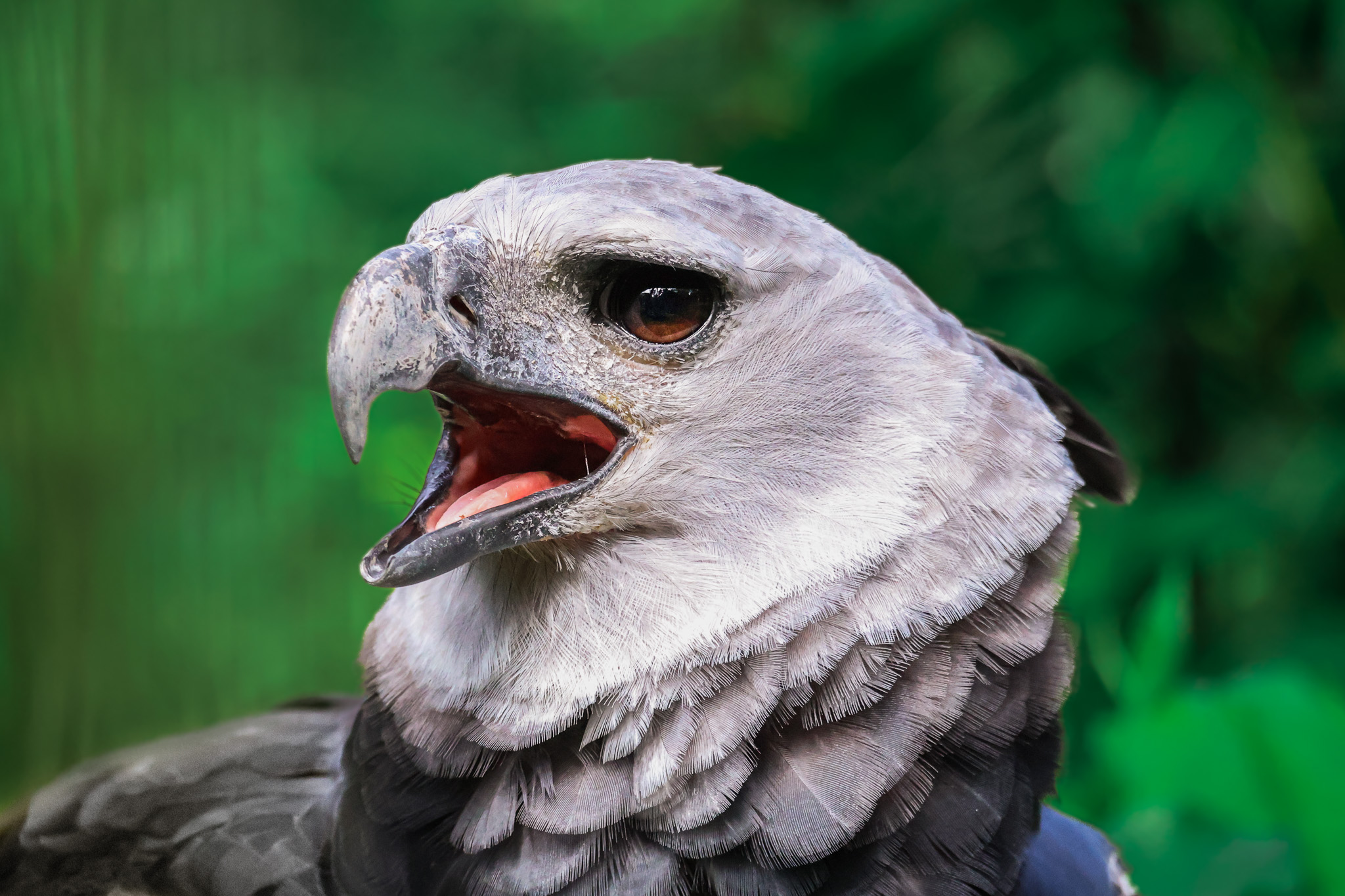 Close-up of a bird of prey with its beak open in grayscale