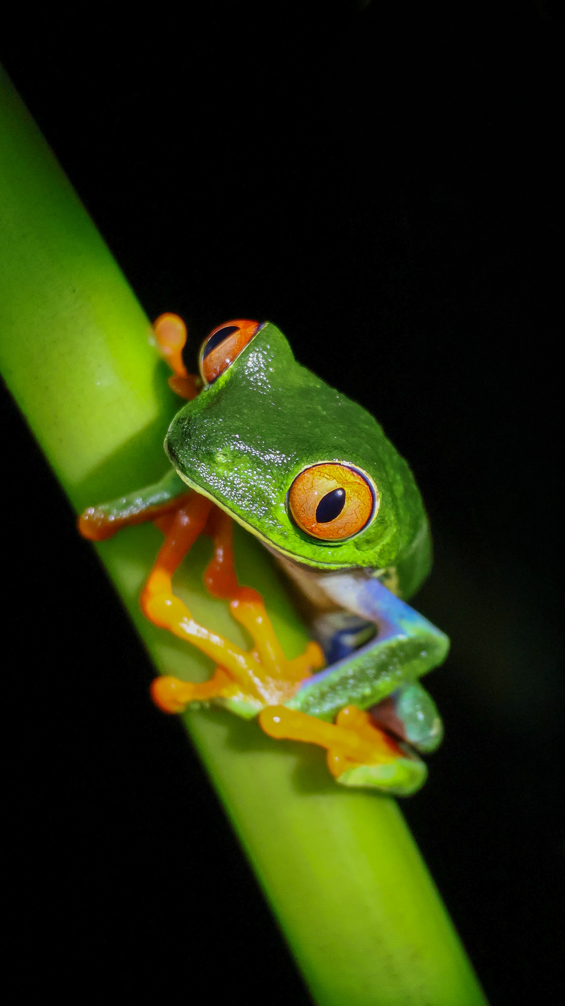Green tree frog gripping a leaf at night in grayscale