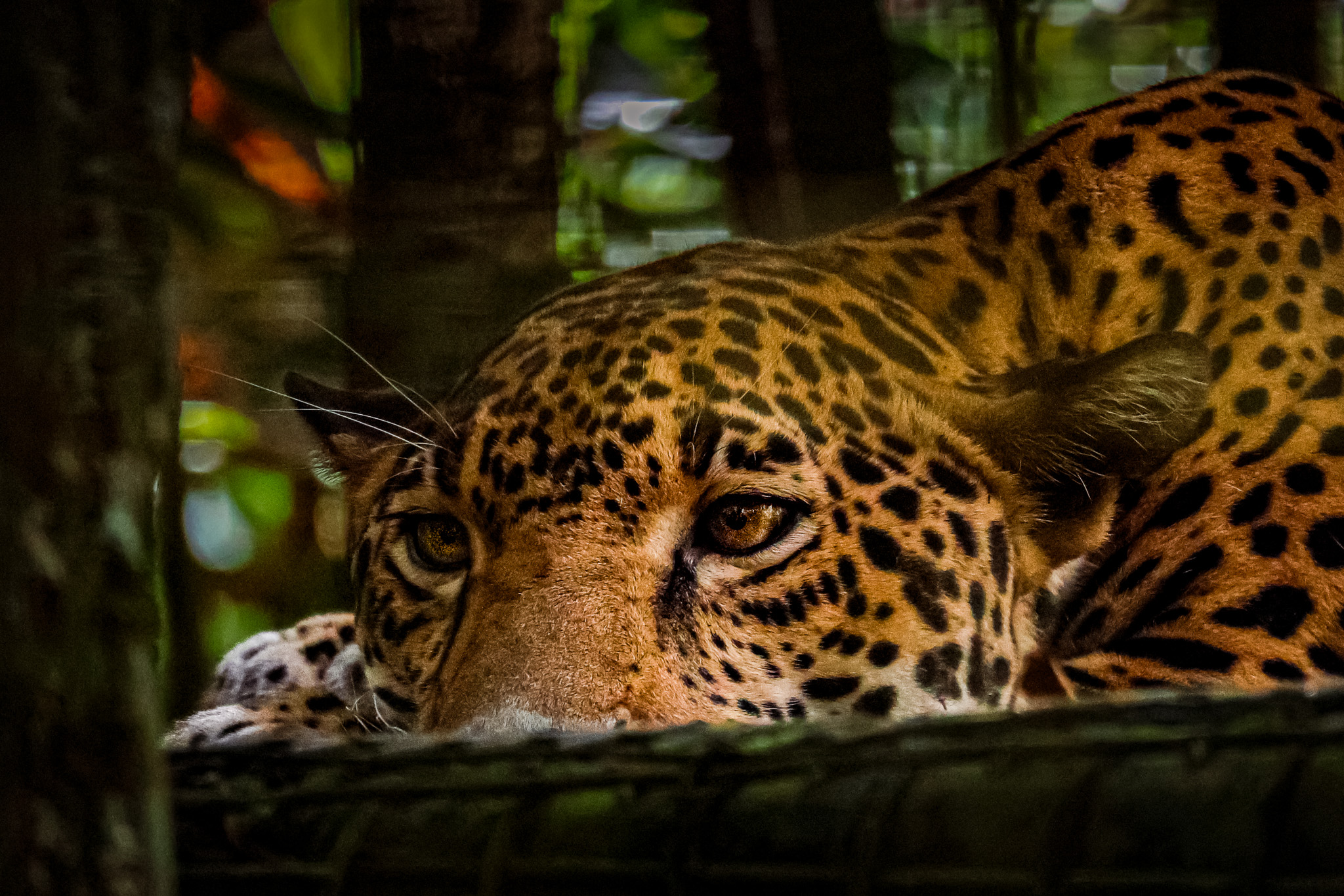 Jaguar resting behind branches in grayscale