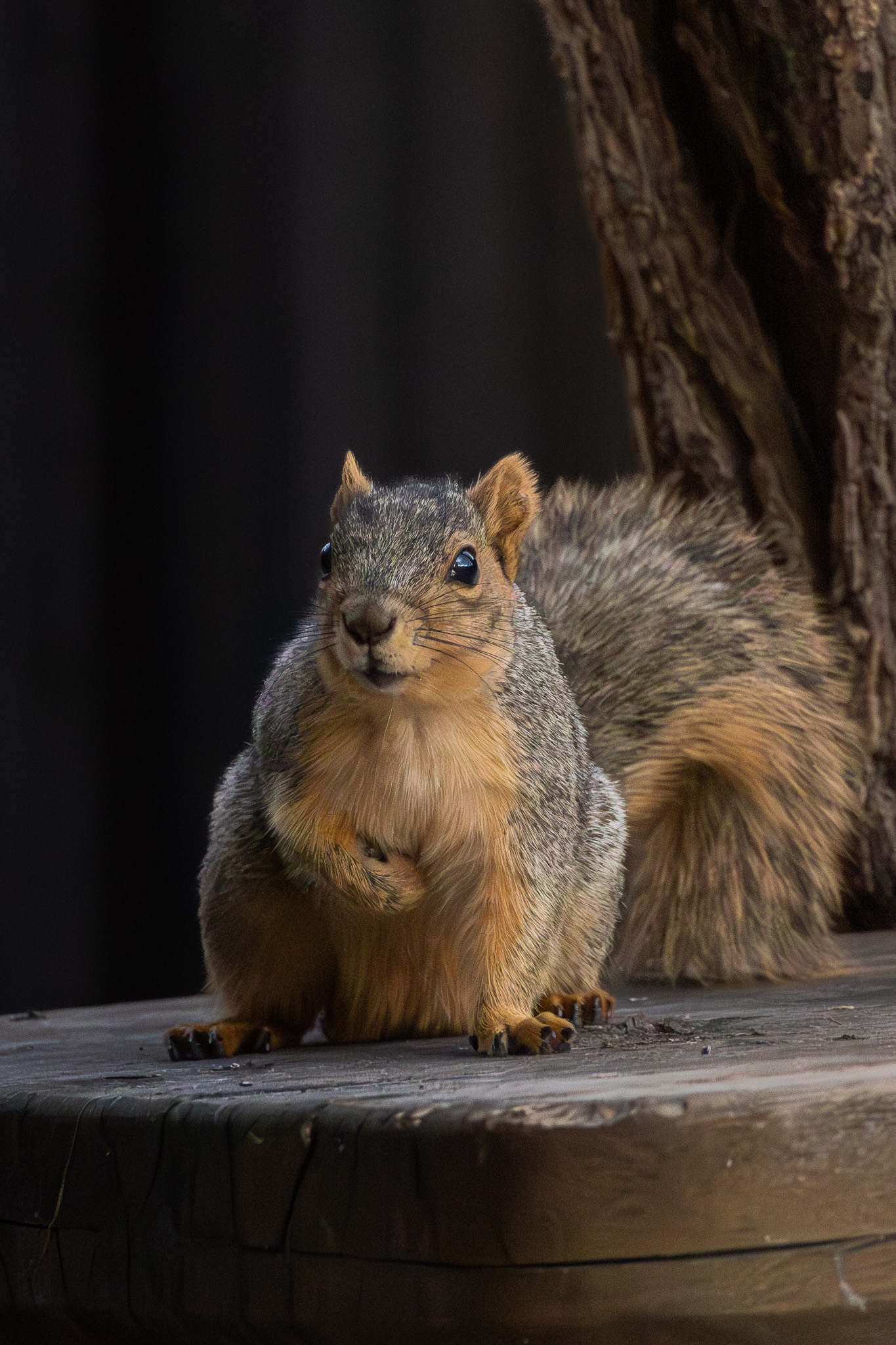 Squirrel standing on a stone ledge in grayscale