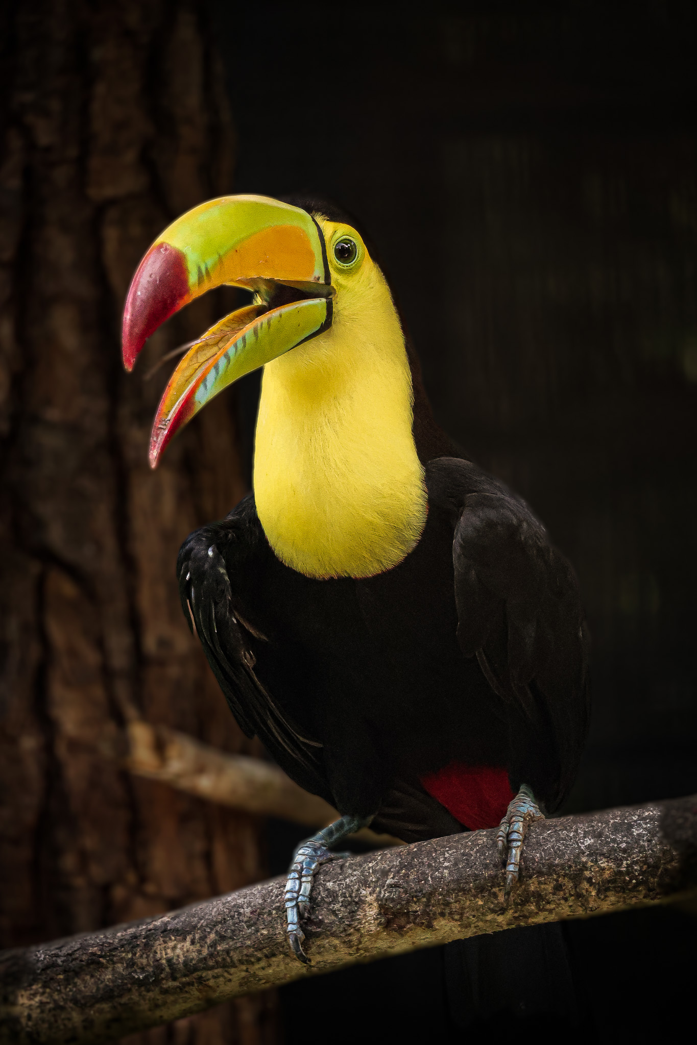 Toucan perched on a branch in low light in grayscale