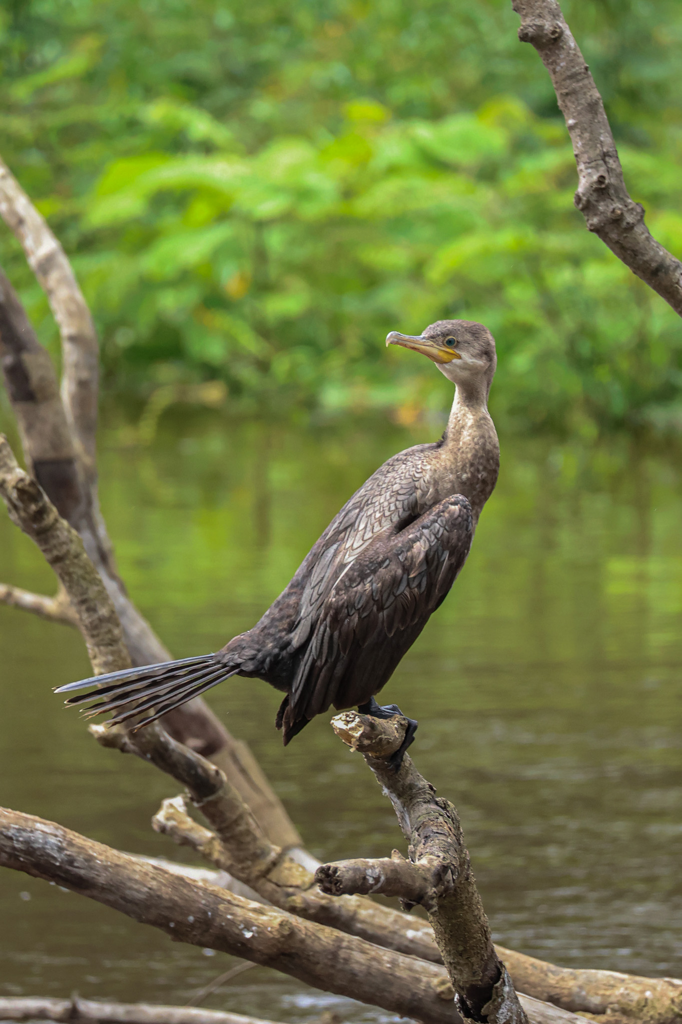 Water bird perched on branches above a pond in grayscale