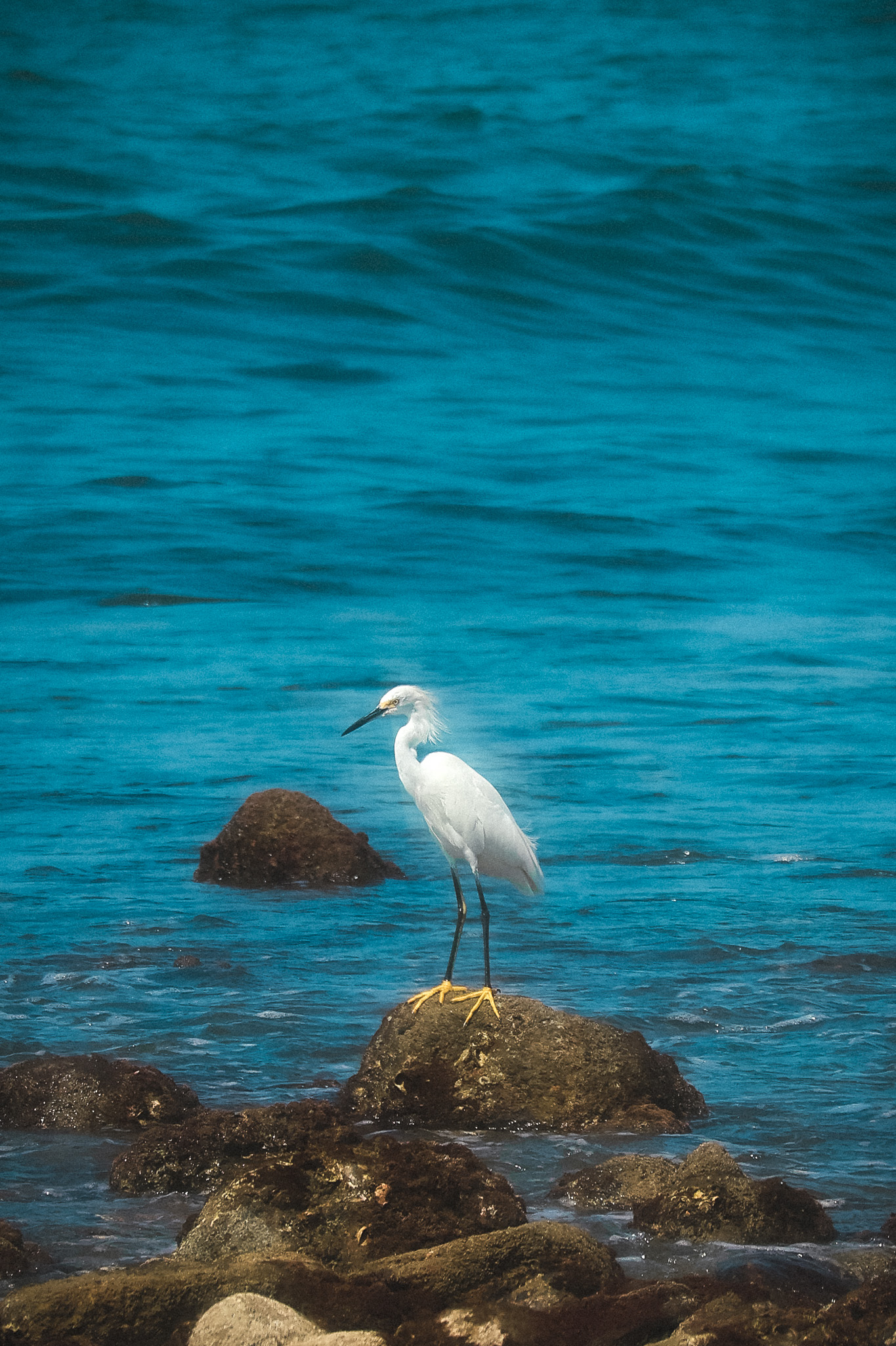 White egret standing on rocks in blue water in grayscale